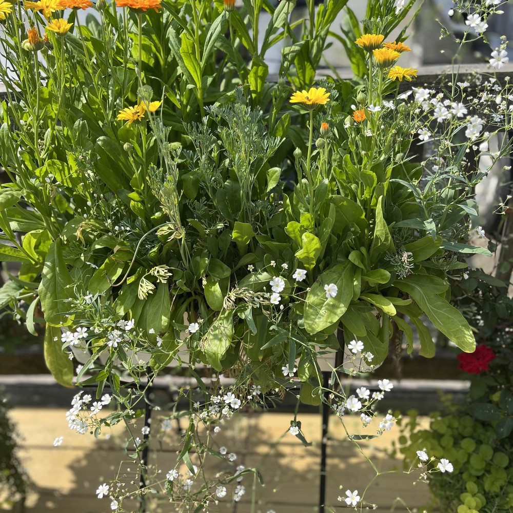 Meet your Posher, Donna